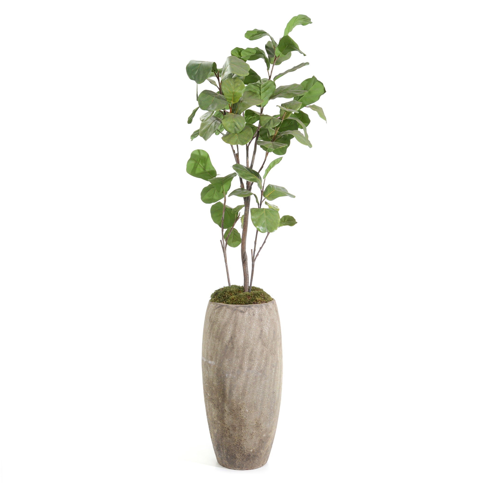 Slender Fiddle Leaf Fig