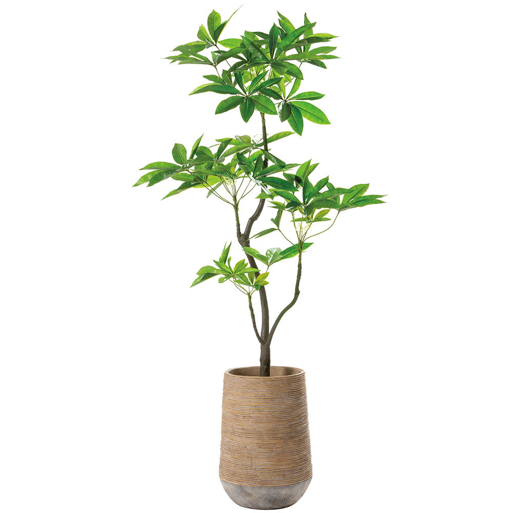 Pachira Tree in Cement Planter Green
