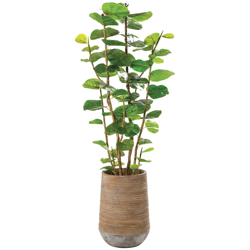 Seagrape in Cement Planter Green