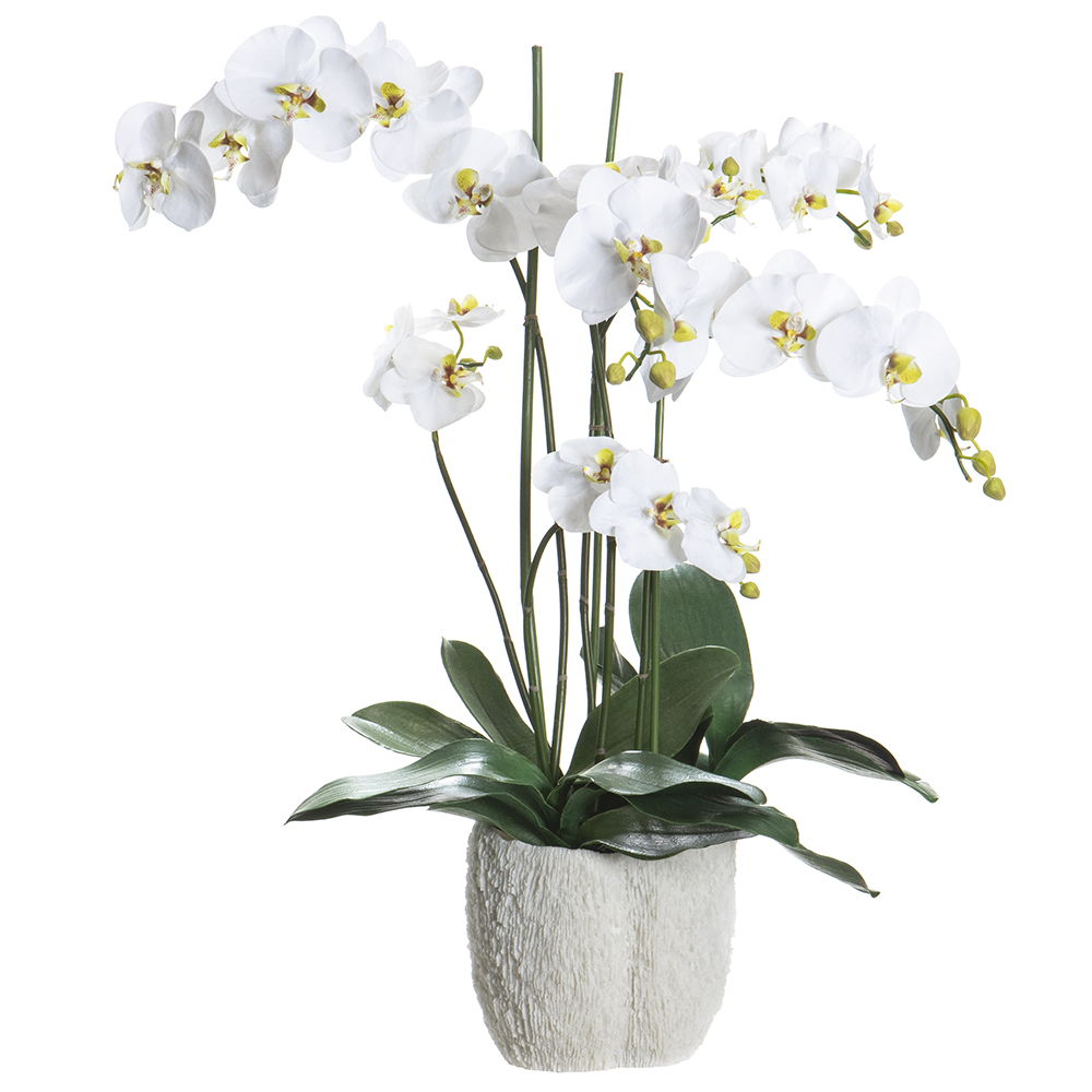 Phalaenopsis in Coral Vase White Green