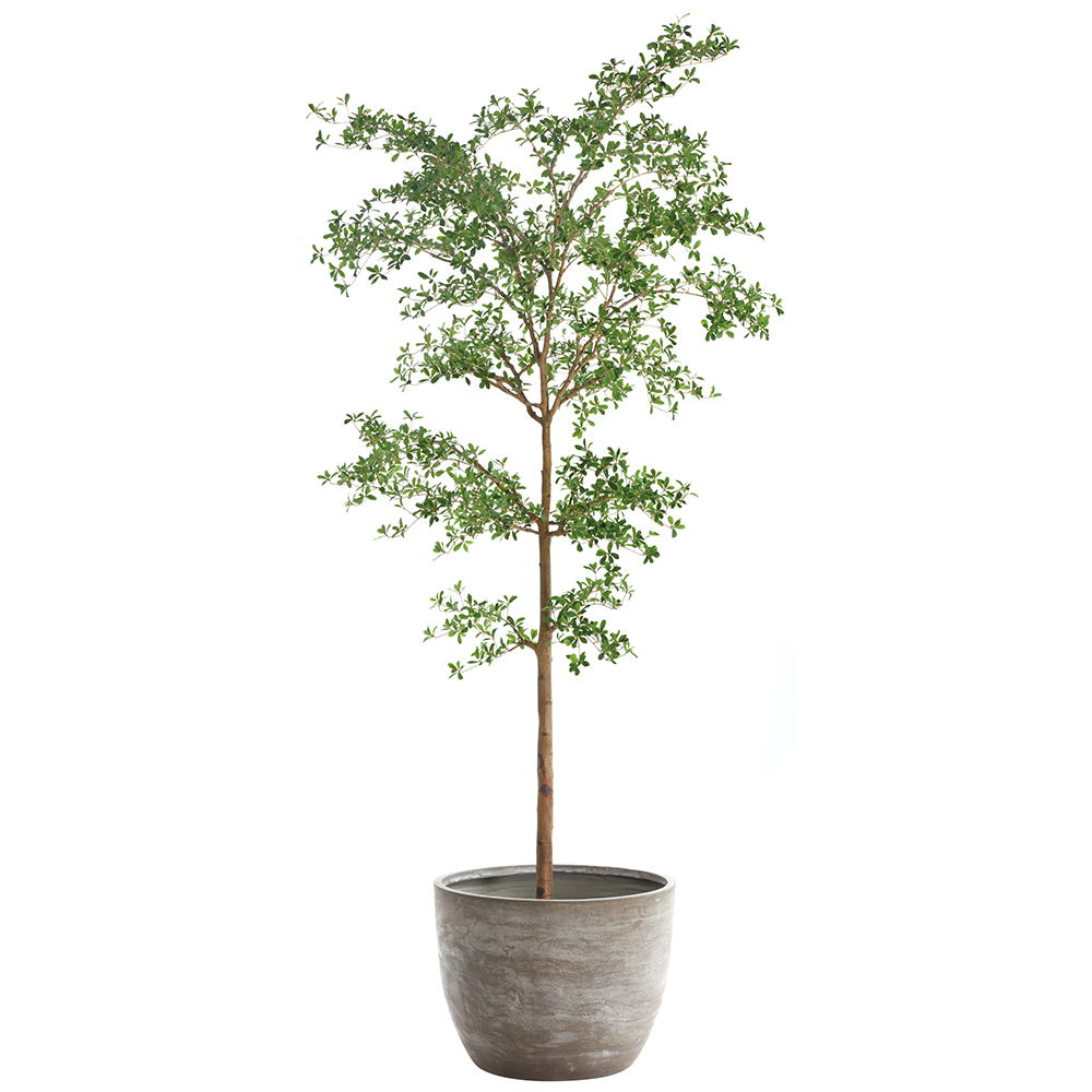 Shady Lady Tree in Cement Planter Green