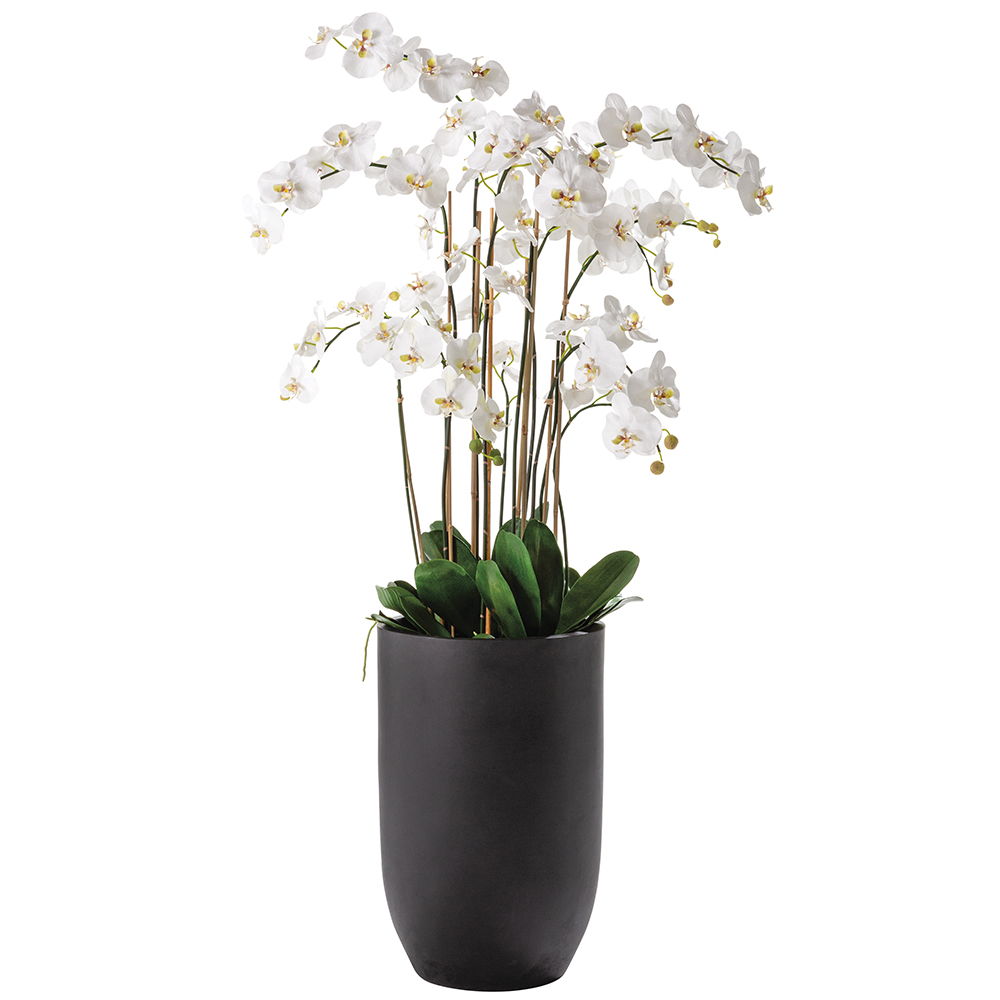 Phalaenopsis Orchids in Cement Planter White