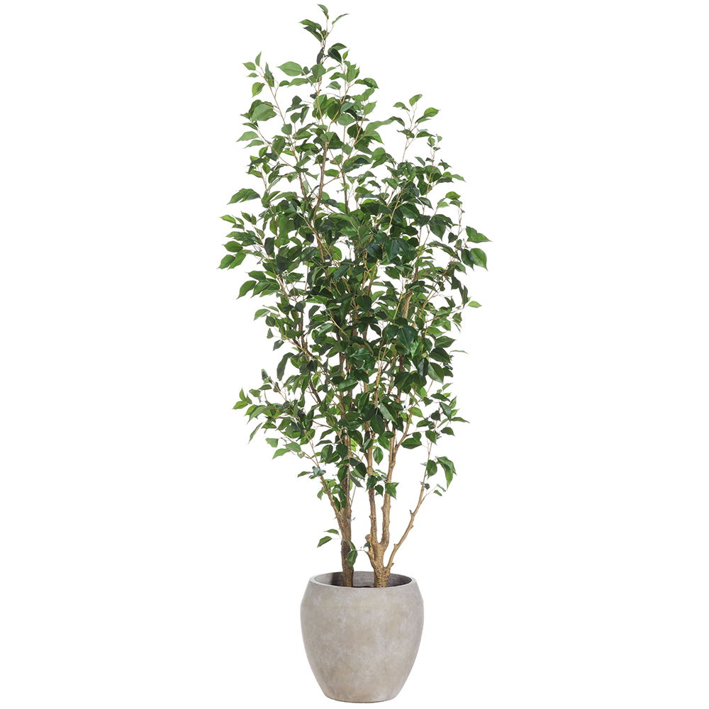 Ficus Benjanina Tree in Fiber Cement Planter Green