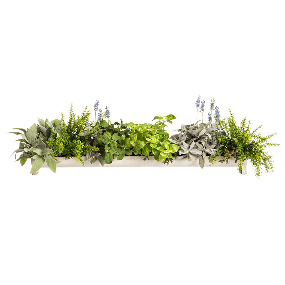 Sage/Mint/Lavender in Container Green Lavender