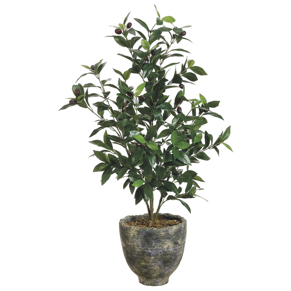 Olive Tree In Pot Two Tone Green