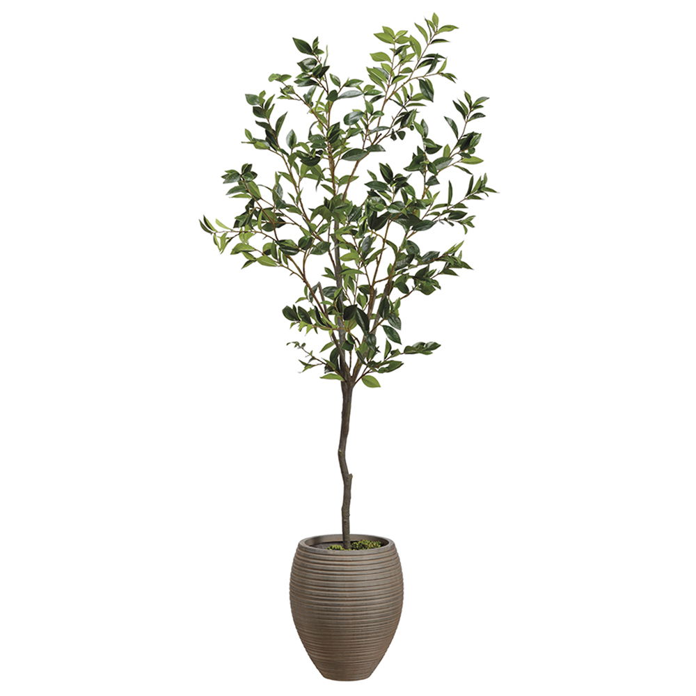 Laurel Tree in Fiber Clay Planter Green