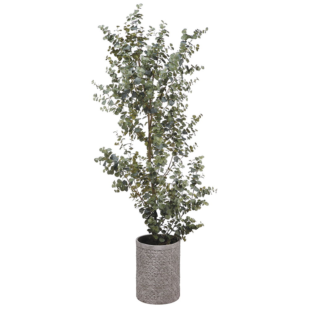 Eucalyptus Tree in Cement Pot Green