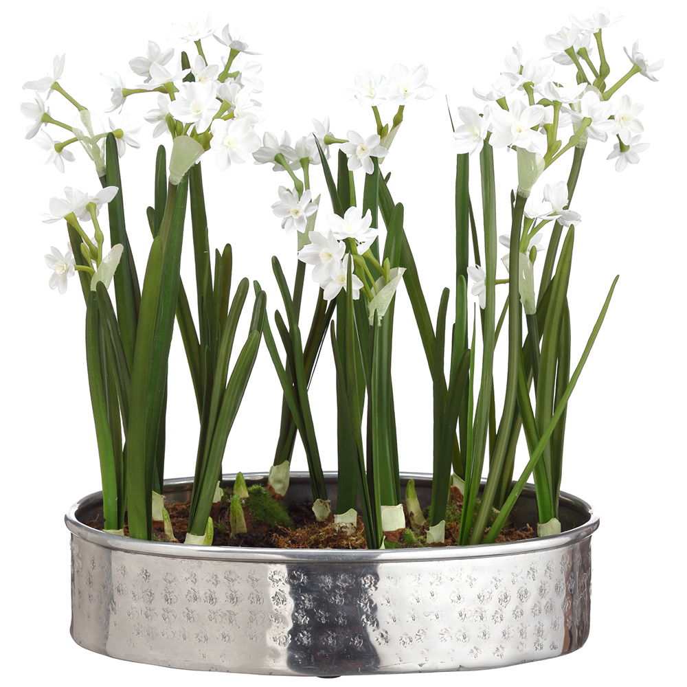 Paperwhite Arrangement in Aluminum Plate White Green