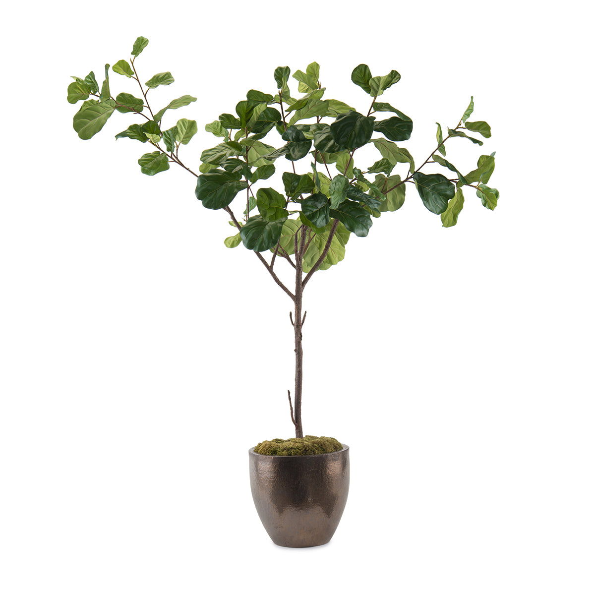 Fiddle Leaf Fig