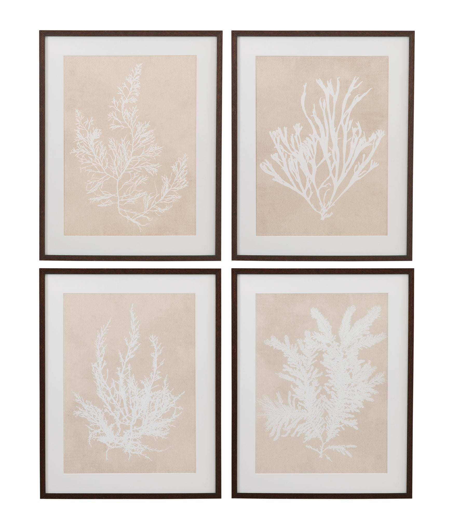 Ptilota Plumosa Framed Print - Beige