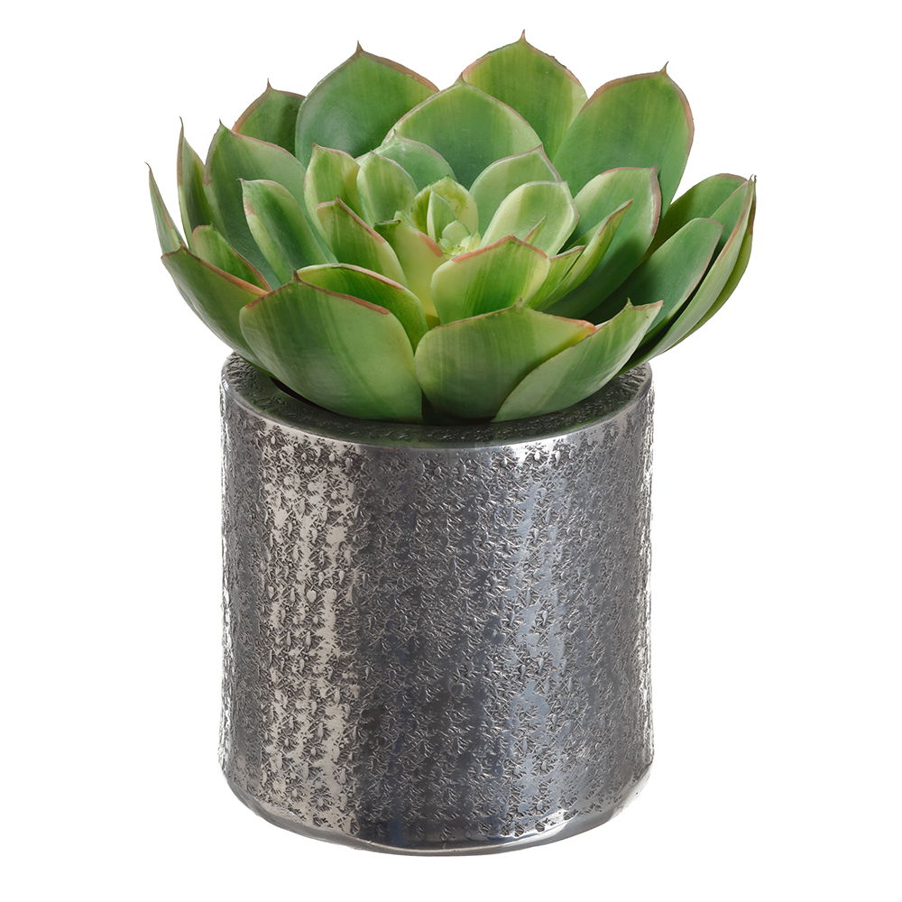 Echeveria in Aluminum Pot Green Two Tone