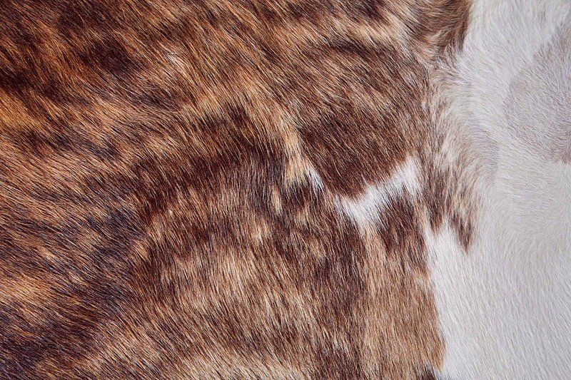 BARTLETT Collection - COWHD Exotic/Light