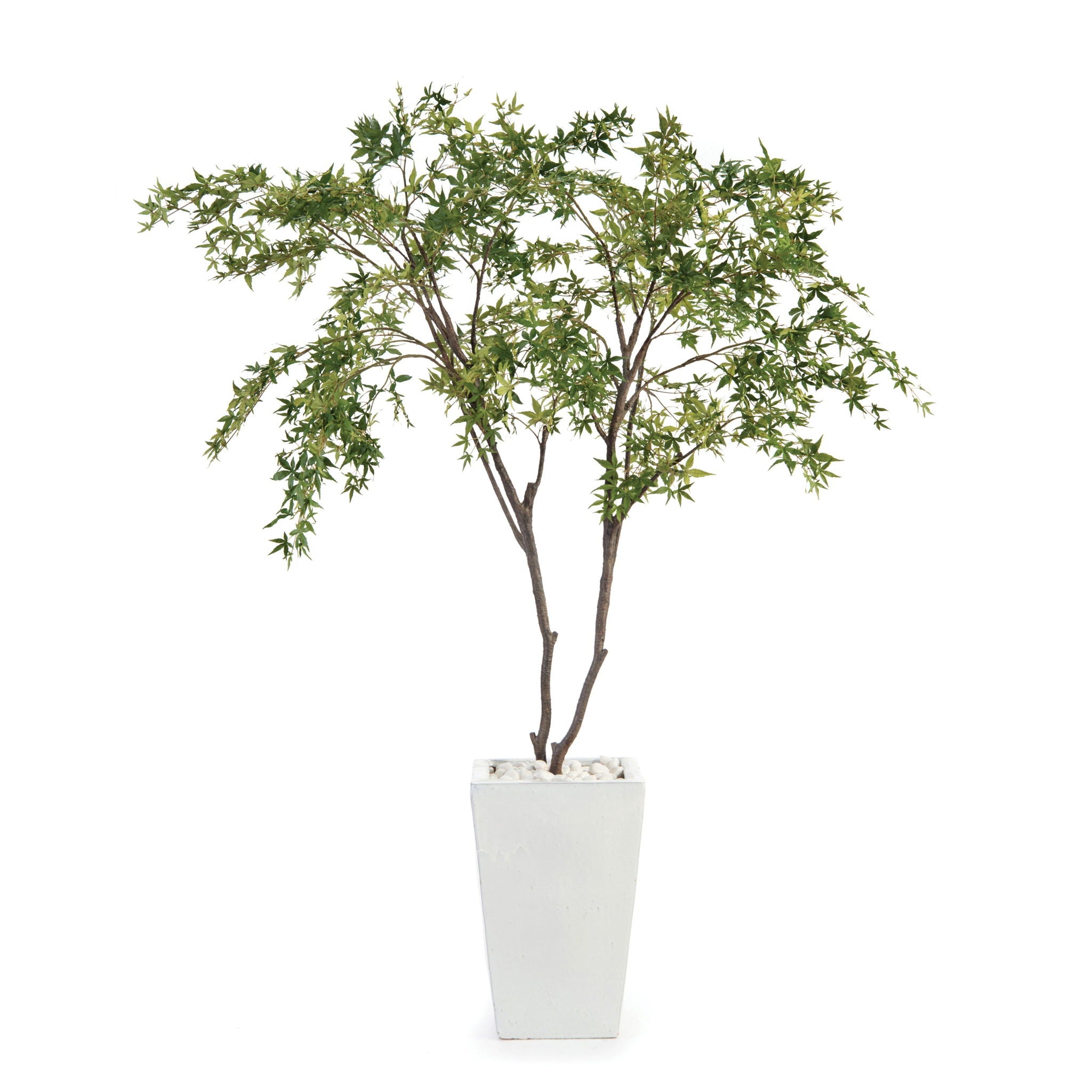White Maples