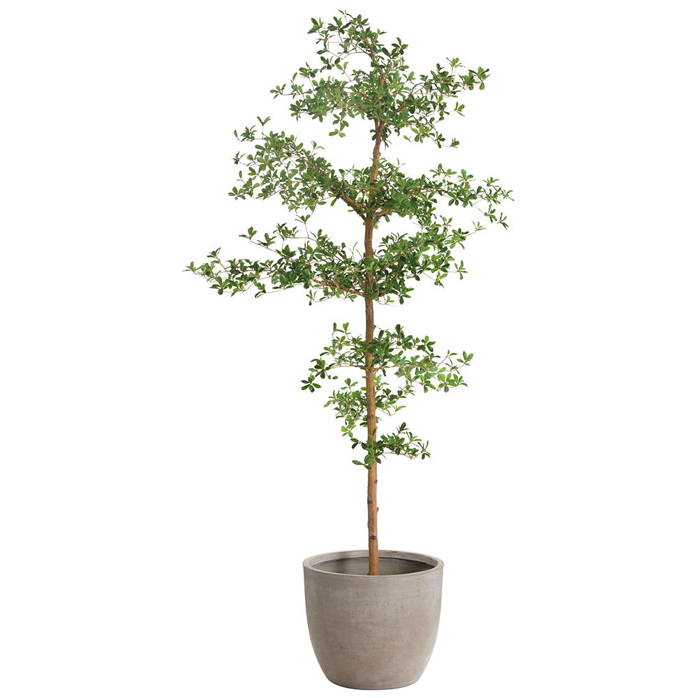 Shady Lady Tree in Cement Planter Green