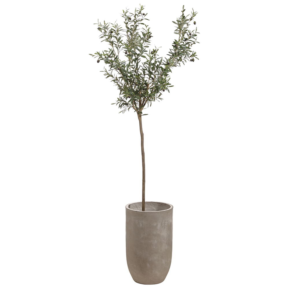 Olive Tree in Cement Planter Green