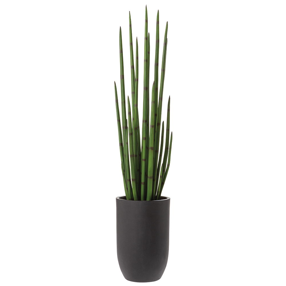 Snake Grass in Cement Planter Green