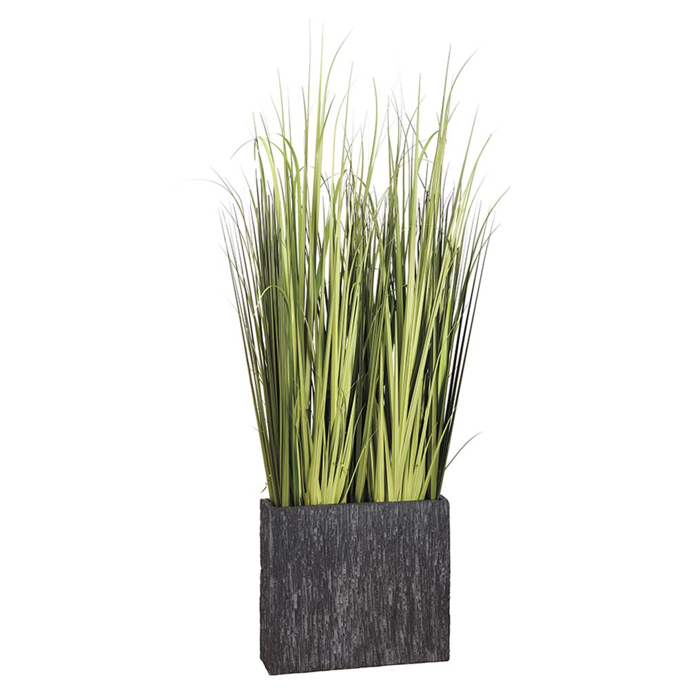 Reed Grass in Fiber Cement Container Green