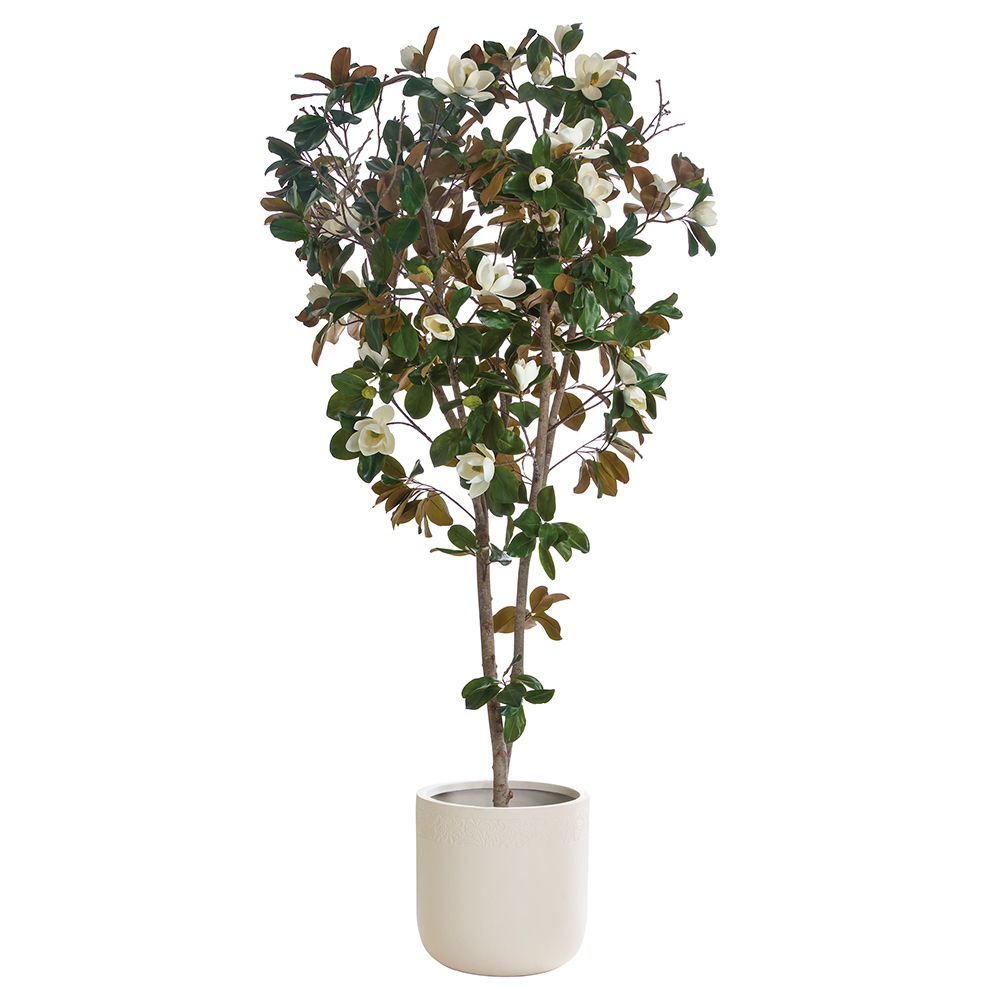 Magnolia Tree in Fiber Clay Planter White