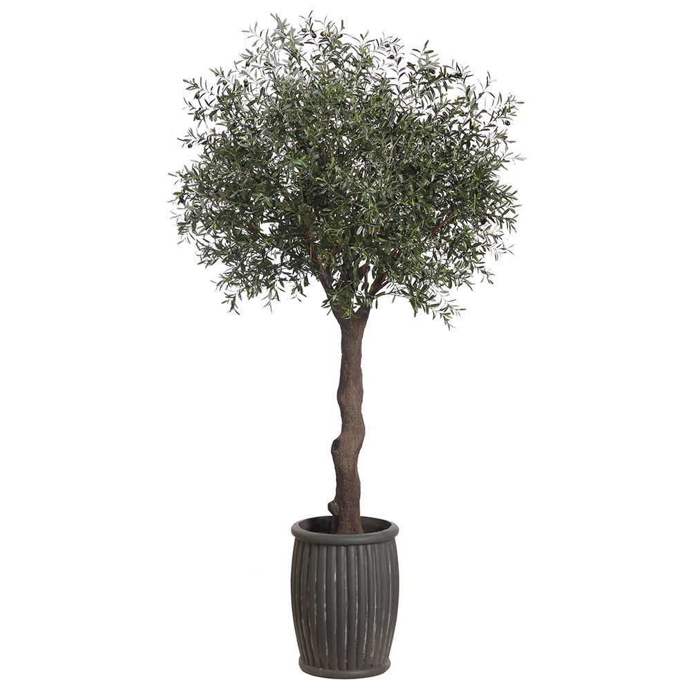 Olive Tree in Fiber Cement Planter Green