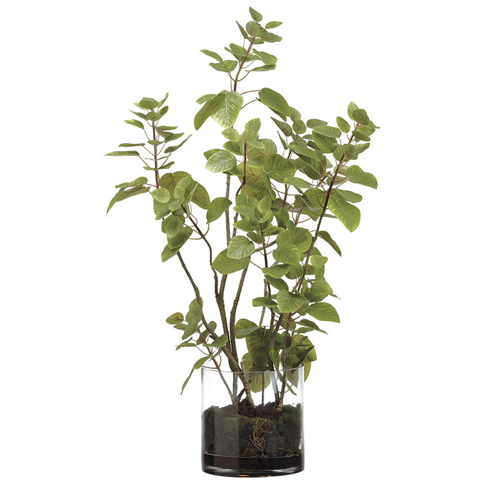 Cotinus Plant /Soil In Glass Vase Green