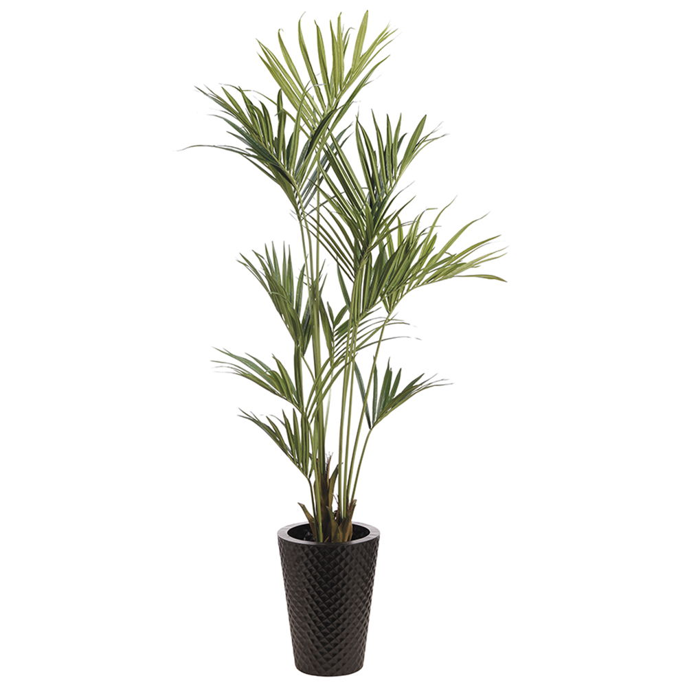Kentia Palm in Metal Pot Green