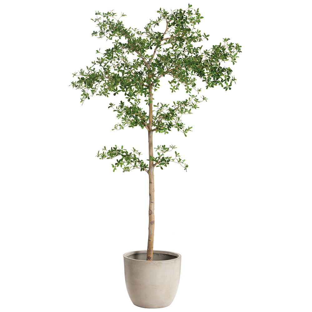 Shady Lady Tree in Cement Planter Green