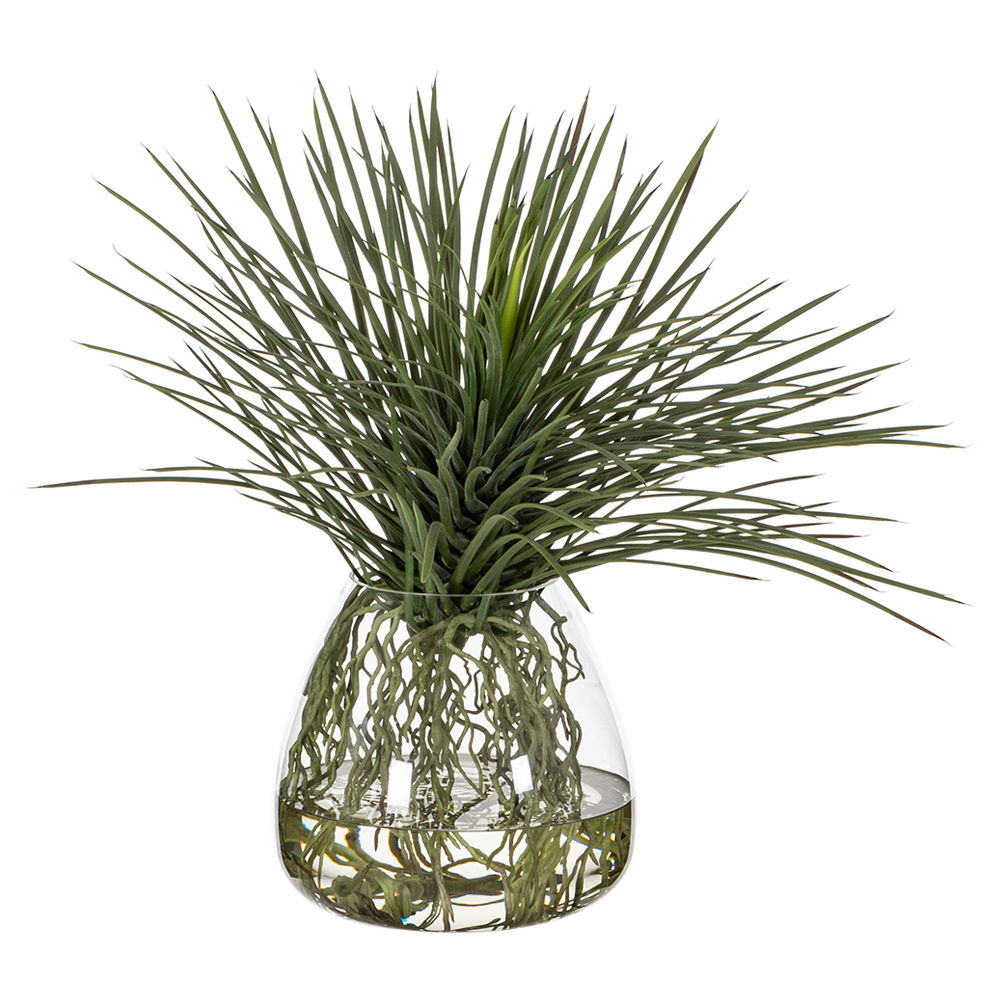 Whipple Yucca w/Roots in Glass Vase Green