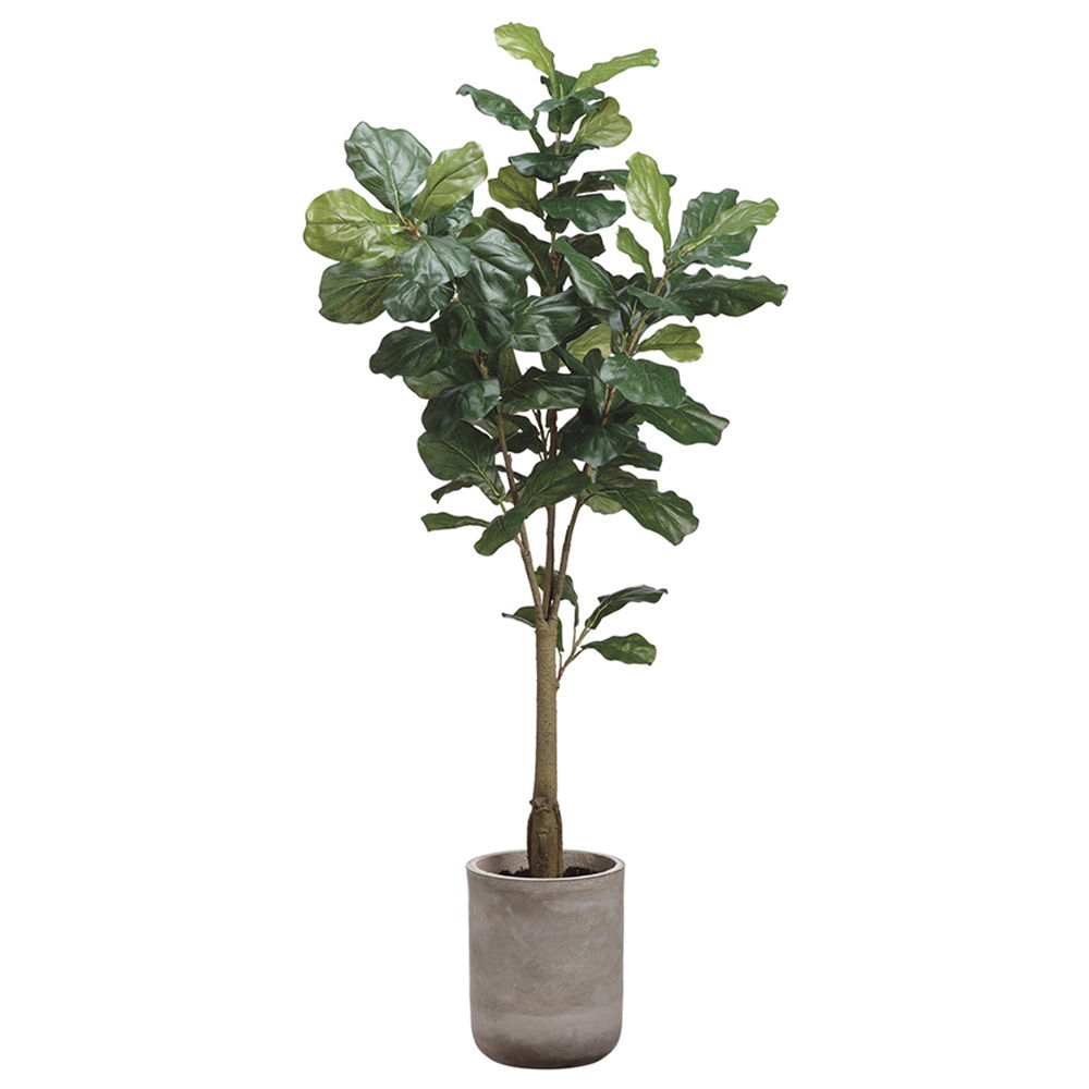 Fiddle Leaf Tree in Fiber Cement Planter Green